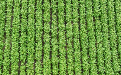 From the Session Room to the Field: Making Label Updates Stick All Season