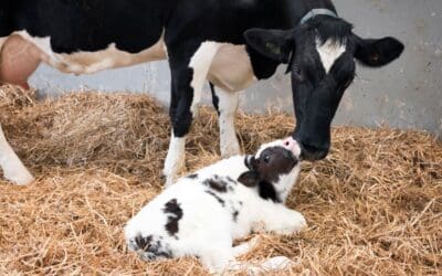 Keep Cows Around Longer with Ever.Ag’s Maternity Warden 