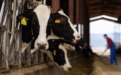 Edge Computing Technology on Dairy Farms