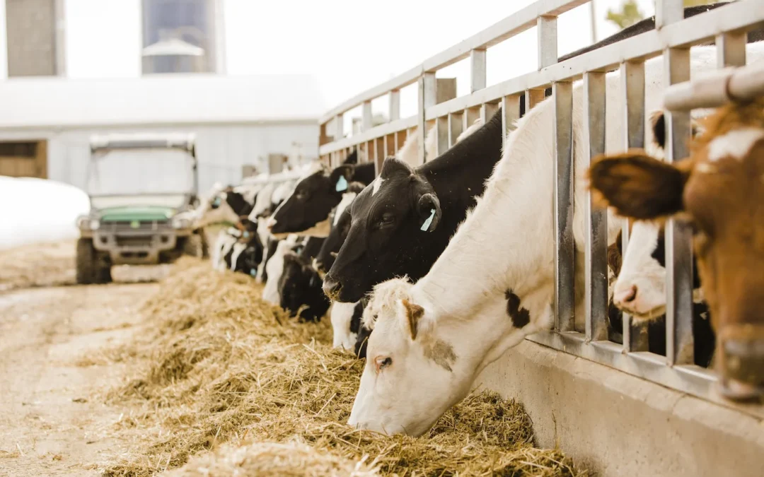 Navigating the Complex World of Dairy Pricing 
