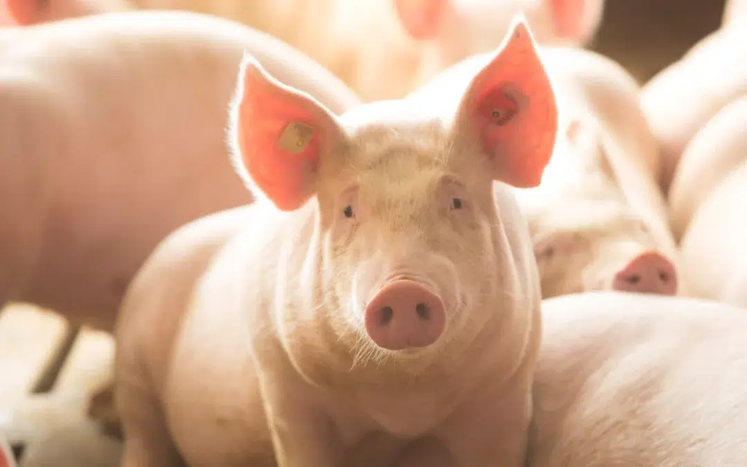 Ever.Ag Showcases Comprehensive Solutions for the Pork Industry at World Pork Expo