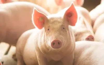 Ever.Ag Showcases Comprehensive Solutions for the Pork Industry at World Pork Expo