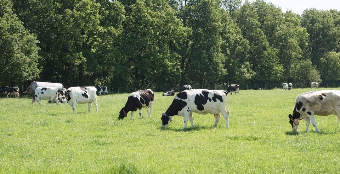 Targeting Emission Reduction Goals in Dairies 