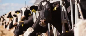 Ever.Ag Launches Innovative Sustainability Platform for Dairy Industry