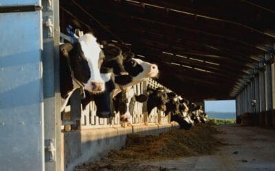 Maximizing dairy farm success: How to transform data overload into actionable insights 