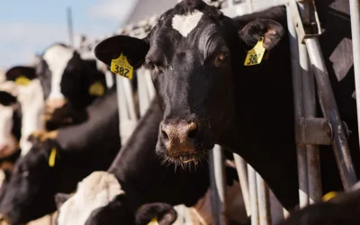 Ever.Ag Launches Innovative Sustainability Platform for Dairy Industry