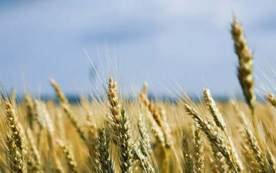 Webinar: Faster Payments, Cleaner Books