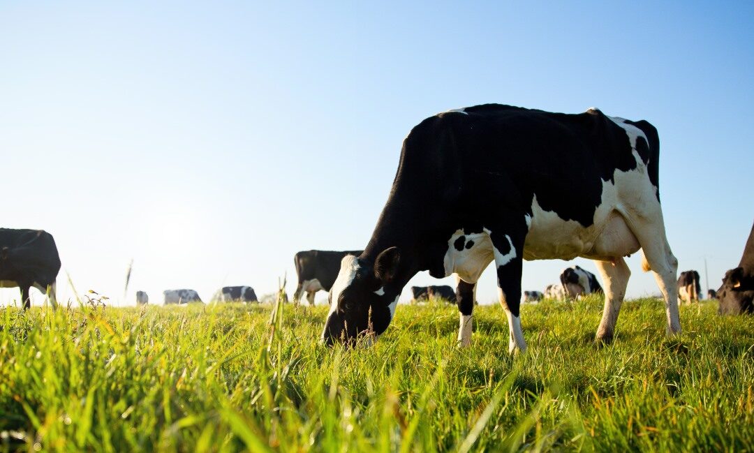 Smarter Strategies for Dairy’s Toughest Challenges