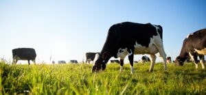 Smarter Strategies for Dairy's Toughest Challenges