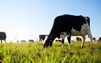 Smarter Strategies for Dairy’s Toughest Challenges