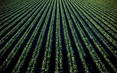 Thinking in Ecosystems: How Central Valley Ag Is Digitally Rewiring the Cooperative Model