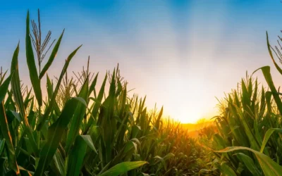 Finding Balance in Ag Retail