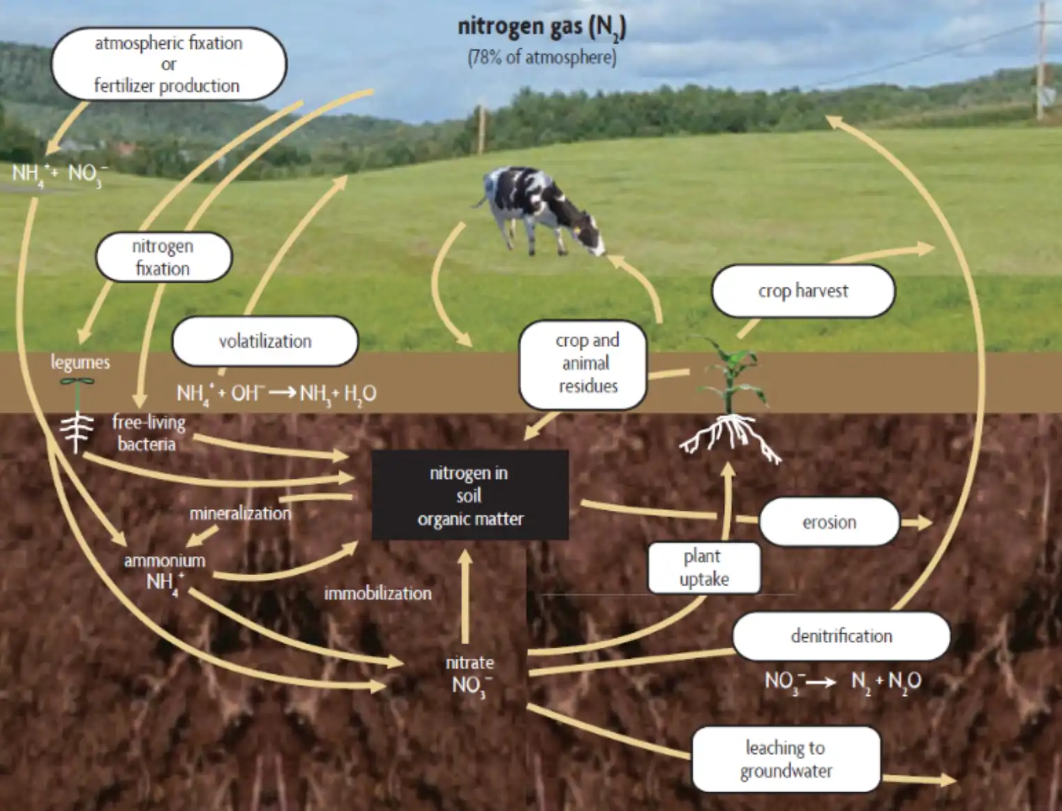 Nitrogen Cycle - Precision nitrogen management