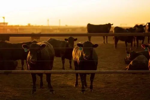 Cattle standing in pen
