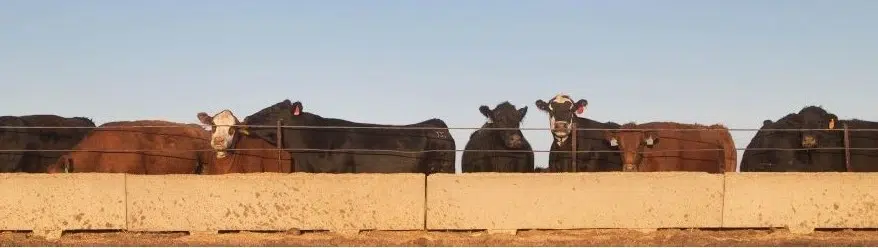Feedlot IQ - Finances Pen with cattle