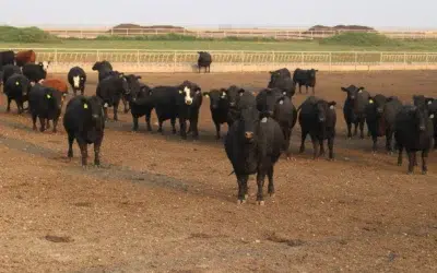 Ever.Ag Launches Feedlot IQ