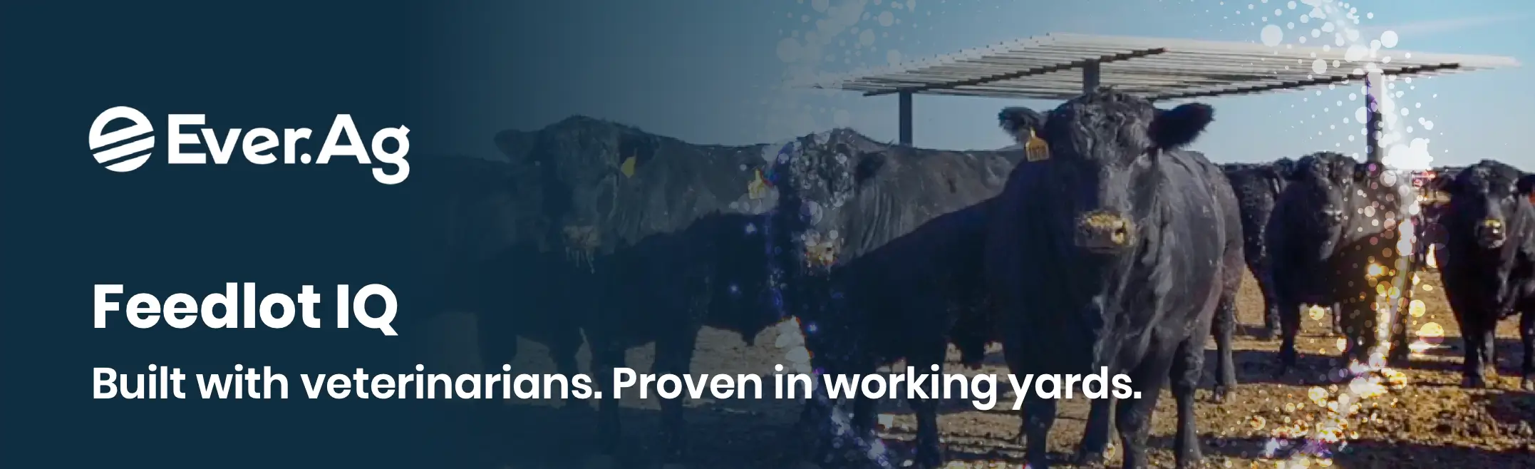 Feedlot IQ: 7 Powerful Benefits for Profitable Decisions
